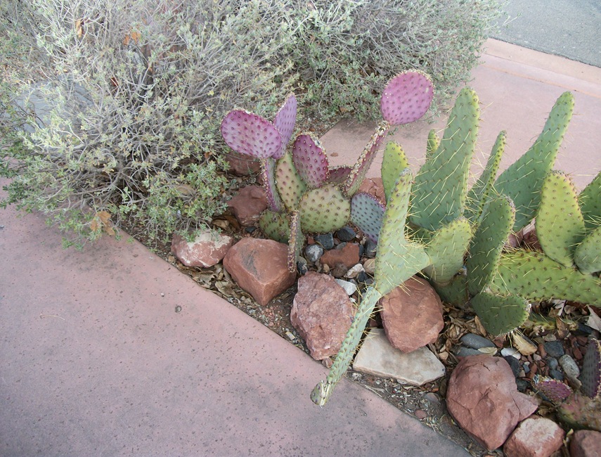 AU-BCS-Trip_Phoenix_2011 065