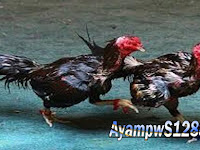 Ayam Petarung Indonesia