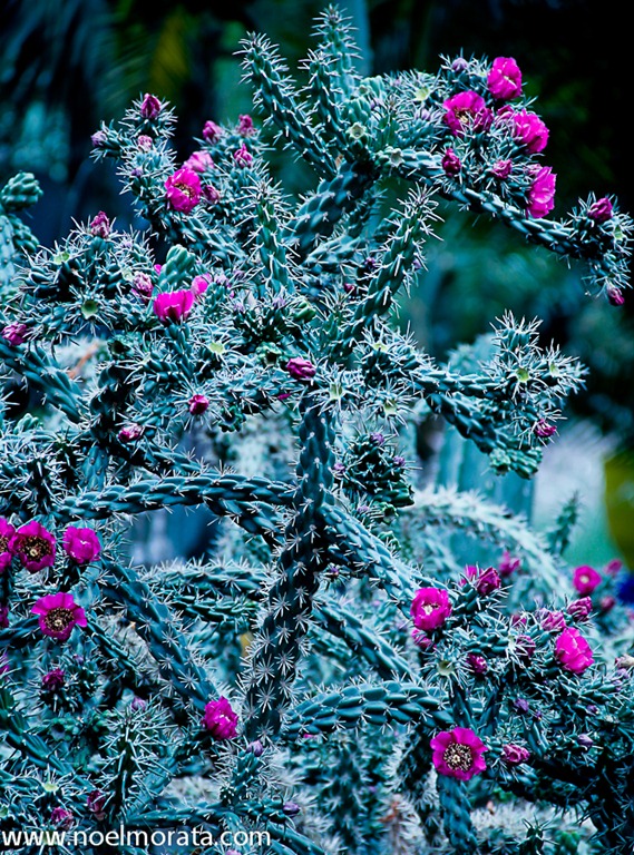_MG_6943