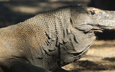 Seekor Komodo di Kebun Binatang Surabaya Mati
