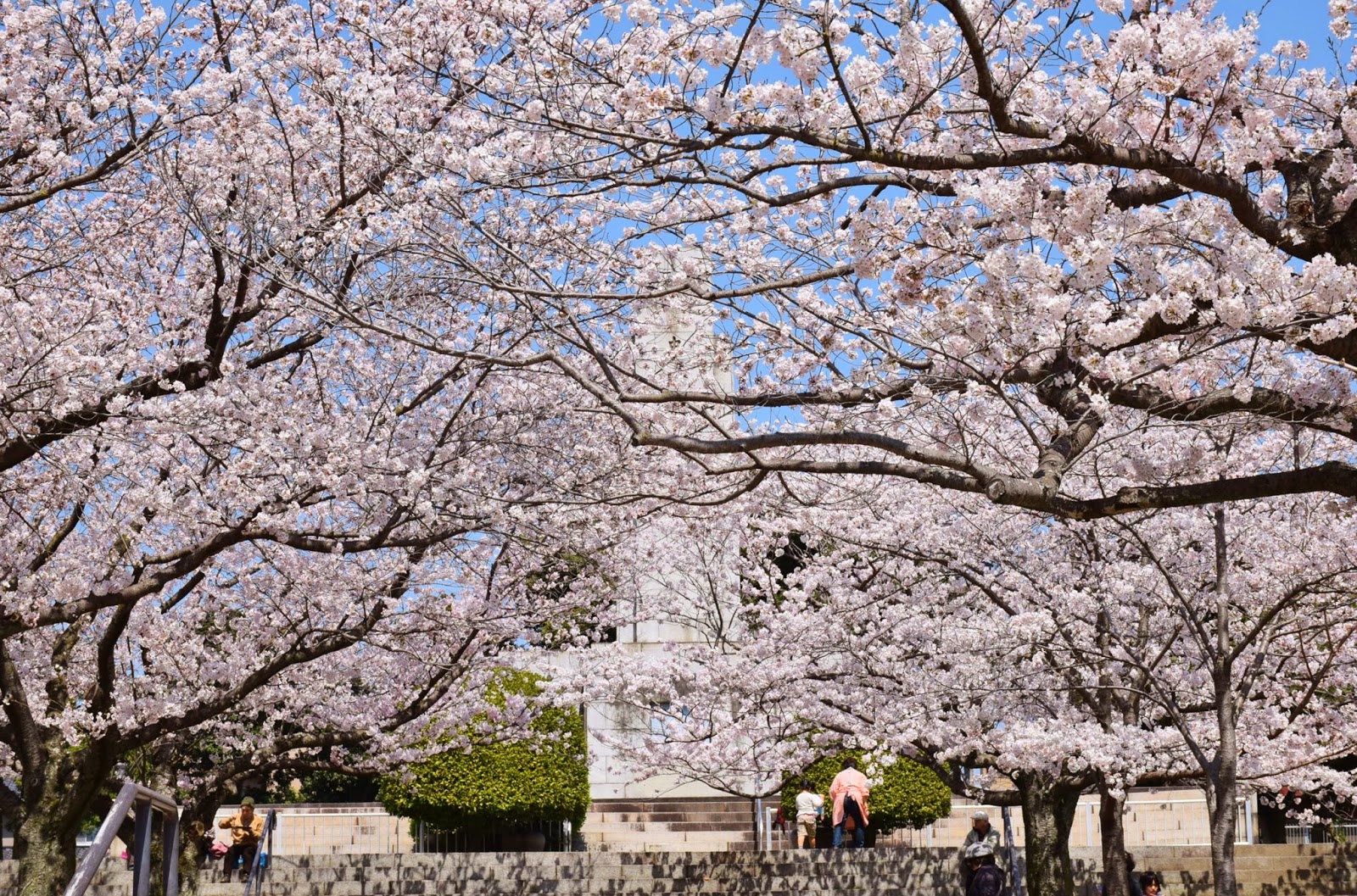 和の花だより 桜 14 満開の平和公園 忠霊塔 2