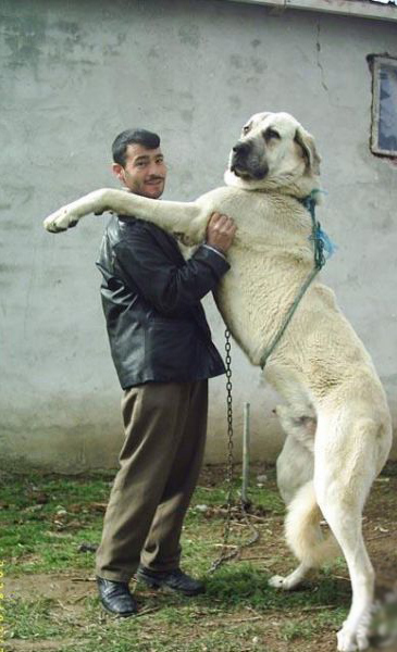 largest dog in world. One of the largest dog in the