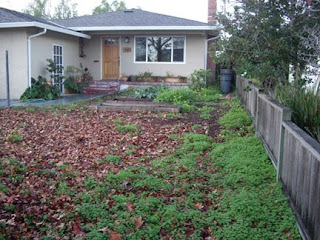 Edible front yard landscaping at Renee's Garden