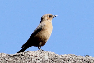 Brown Rock Chat