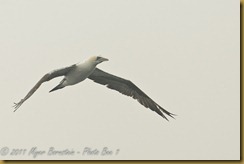 Northern Gannet MSB_7577 NIKON D300S June 12, 2011 Northern Gannet MSB_7577 NIKON D300S June 12, 2011