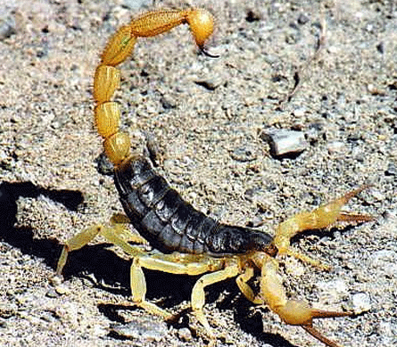 Bisexual for those who like things clearcut Animal Scorpion