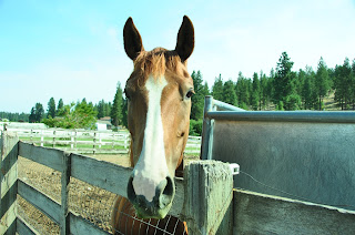 Chestnut half-Arab horse with blaze