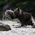 brown bear hunts a salmon running on a river