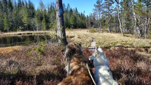 Vikerfjell skarrudkollen fjelltoppjakten