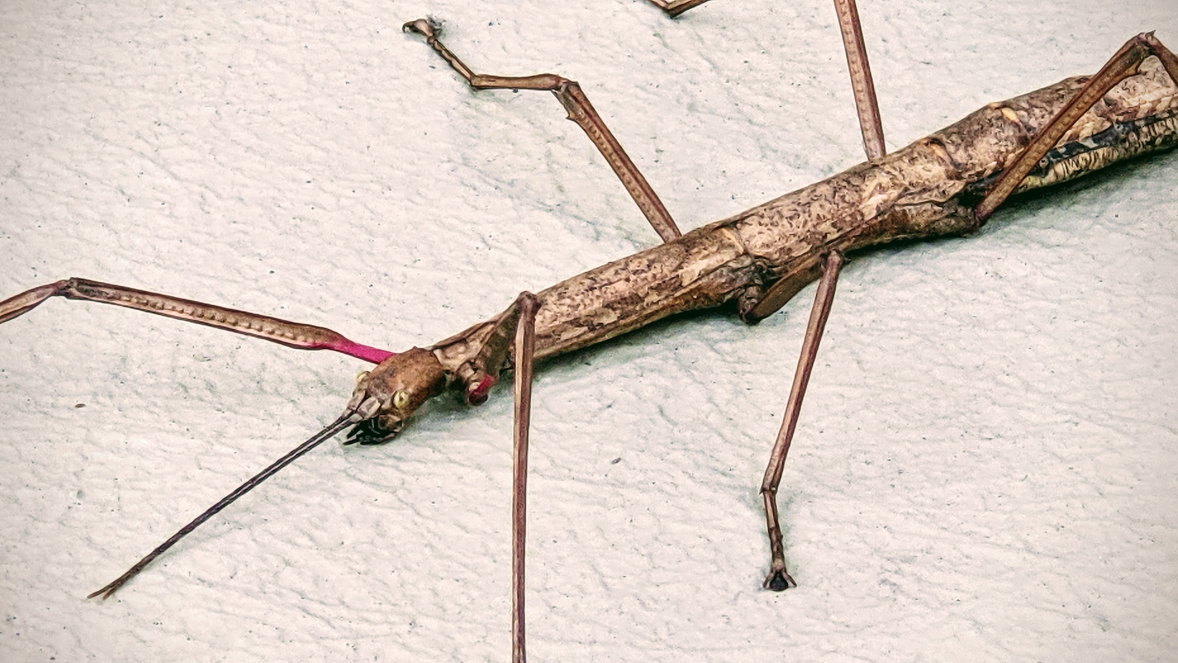 Front section of a New Zealand Stick Insect