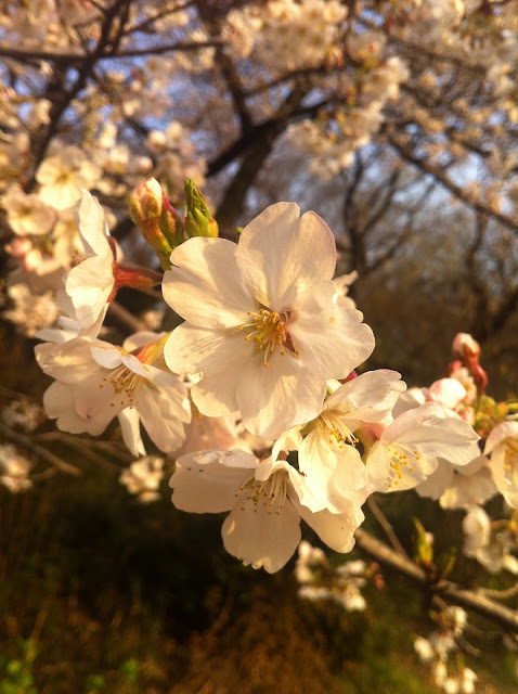 Sakura and the Rain