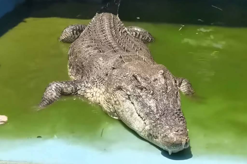 麻豆鱷魚王小河疑似被廈門動物園不當飼養｜瘦到變形！完全不是一隻成年灣鱷應有的體型