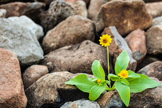 Imagen free copyright pexels Nacho Juarez