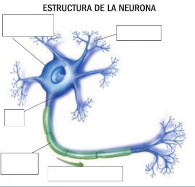 http://www.ceiploreto.es/sugerencias/florentino/laminas_interactivas/neurona01/actividad.html