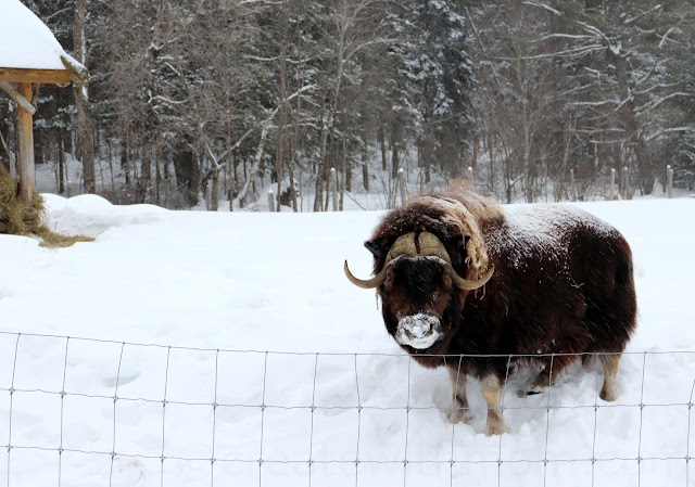 parc omega in winter