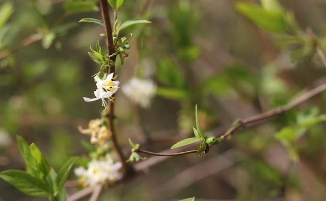 Lonicera Fragrantissima Flowers