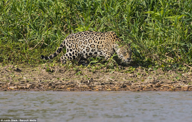 Jaguar hunts caiman (10 pics), jaguar vs caiman, amazing animal pictures, jaguar pics, jaguar kills caiman pics