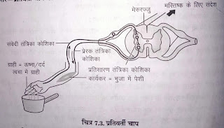 प्रतिवर्ती चाप का नामांकित चित्र