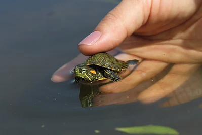 hoyennoticia.com, Liberadas 600 tortugas hicoteas en La Estrella y Caracolí