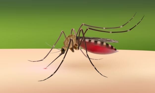 మలేరియా అంటే ఏమిటి? | What is malaria? in Telugu