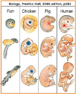 Teori-teori Evolusi  Pusat Biologi