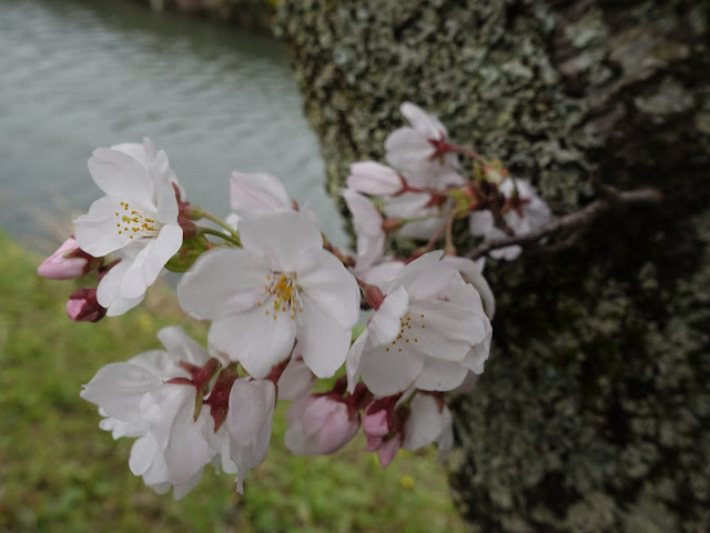 鳥取県西伯郡南部町法勝寺　八分咲きの桜