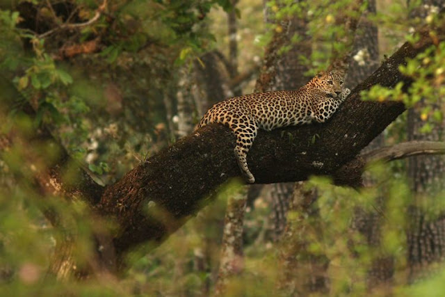 Leopards in India