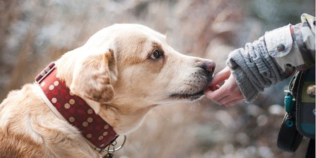 Jenis Kanker Pada Anjing Dan Cara Menghindarinya