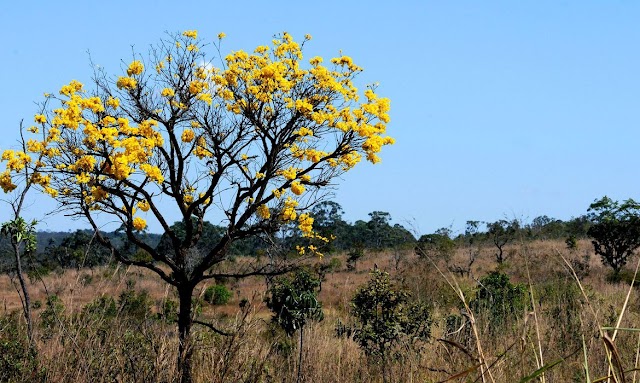 CNA e Empraba lançam programa com opções de uso sustentável de biomas