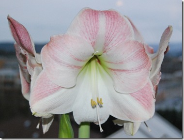 DSC_0151 Hippeastrum Apple Blossom red