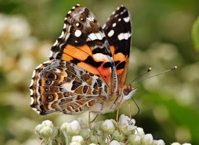 Australian Painted Lady