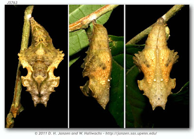 pupa de mariposa alas sangrantes