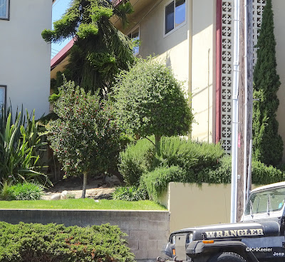 yard with grass lawn, Monterey, CA