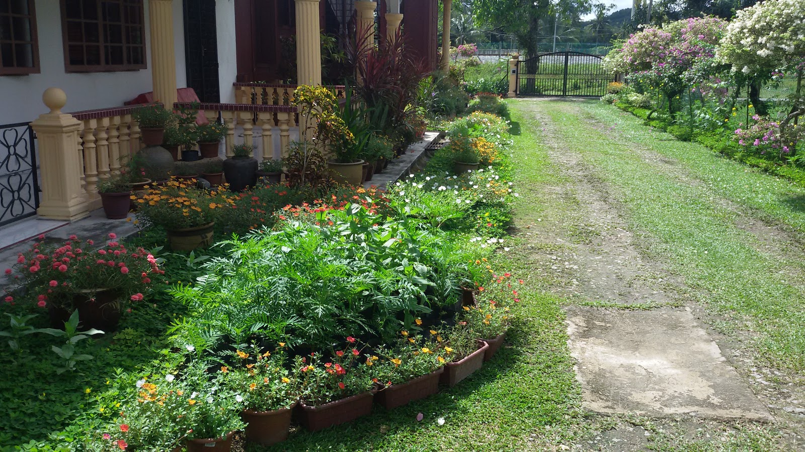 Hiasan Halaman  Rumah  Kampung  Desainrumahid com