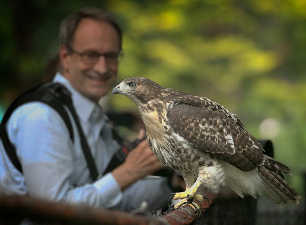 Tompkins Square red-tailed hawk fledgling