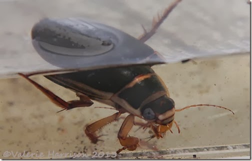 great-diving-beetle