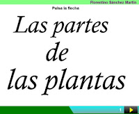 http://cplosangeles.juntaextremadura.net/web/edilim/curso_2/cmedio/plantas02/partes_planta02/partes_planta02.html