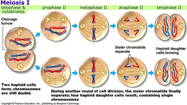 steps of meiosis. steps of mitosis.