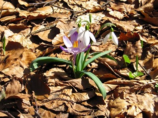 Bucaneve e crocus