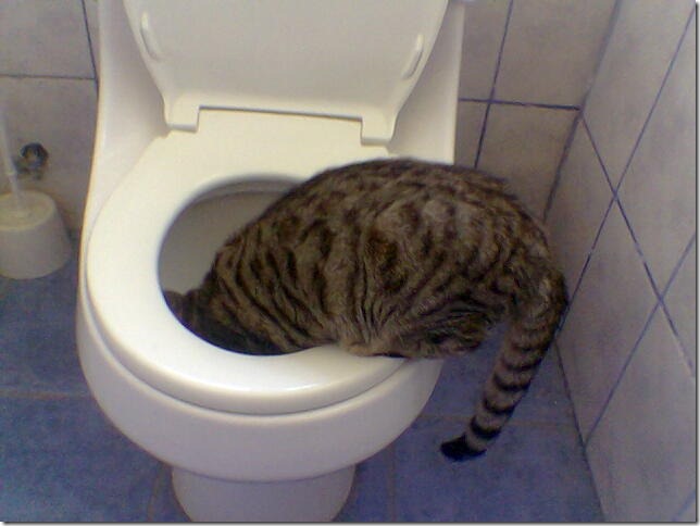 gatos migallinero - (1)