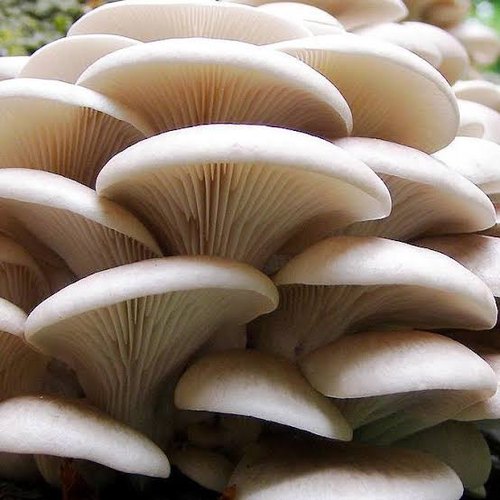 Scientific Classification Of Oyster Mushroom| classification Of Oyster Fungi | Pleurotus ostreatus Mushroom Classification