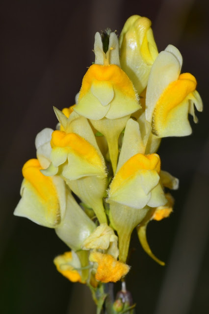 Linaria vulgaris