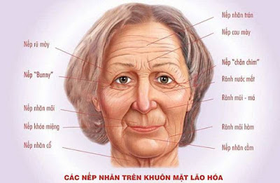 Nếp nhăn là gì? Nguyên nhân hình thành nếp nhăn