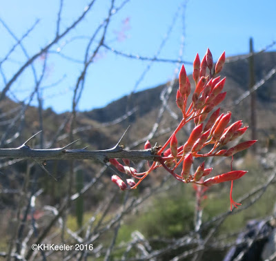 Fouquieria diguetii