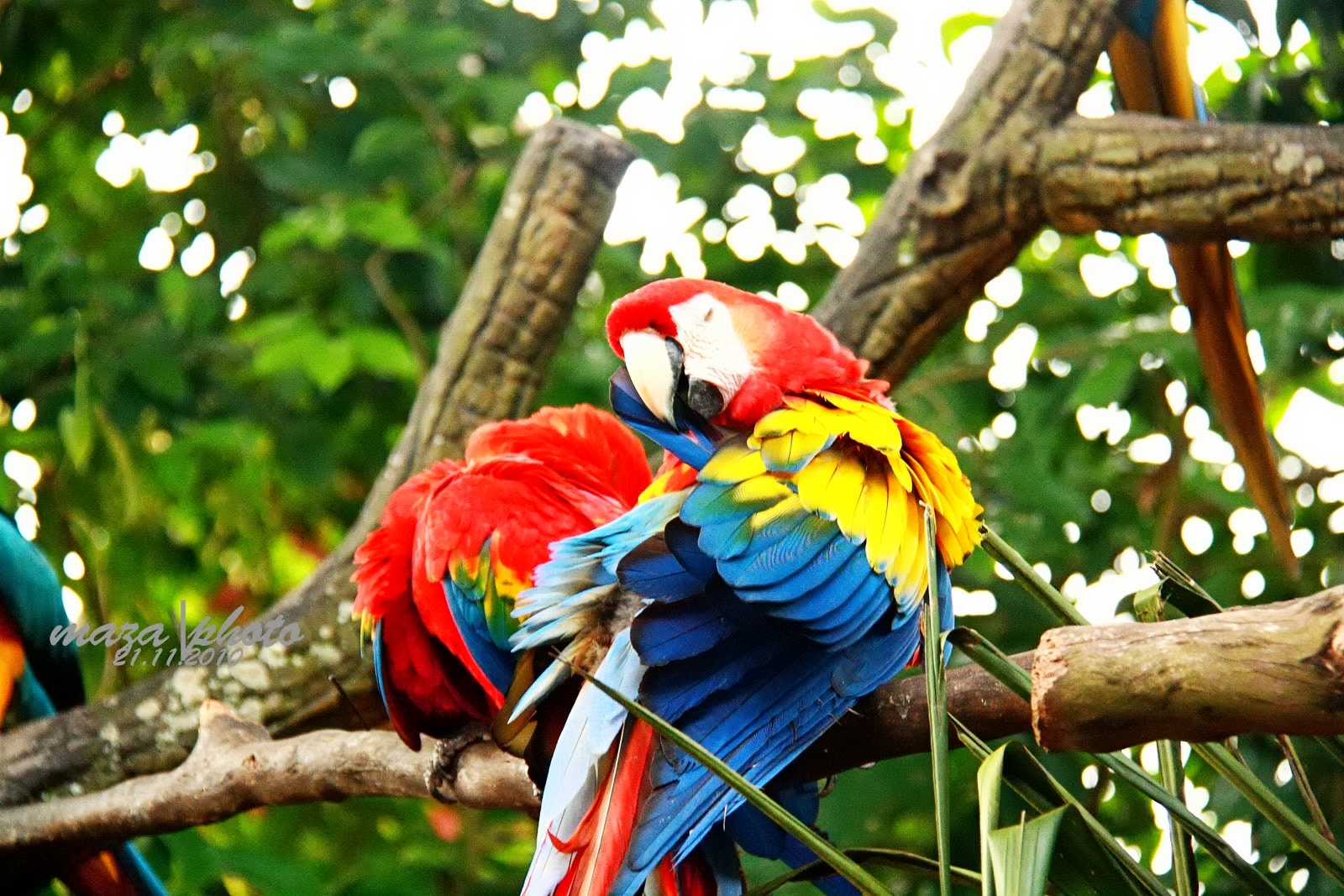 Gambar Burung Kakak Tua Dunia Binatang Gambar Burung Kakak Tua Dunia Binatang