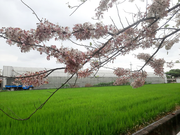 嘉義水上粗溪步道花旗木泰國櫻花綿延近600公尺，嘉義航空站旁