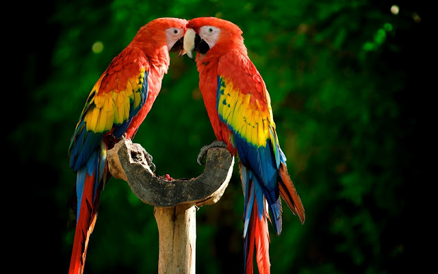 Loros y Cotorras Aves Exoticas en la Naturaleza