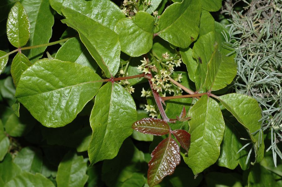 poison sumac rash images. what does poison sumac rash