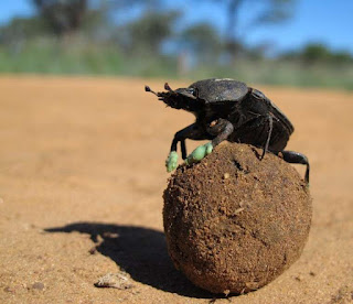 Top 16 Interesting Facts about Dung Beetles