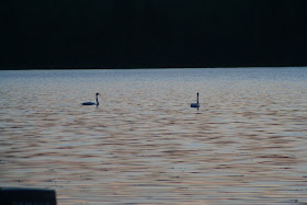 Two whooper swans at lake Päijänne 